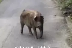 表情包 | 猪脸懵逼图片