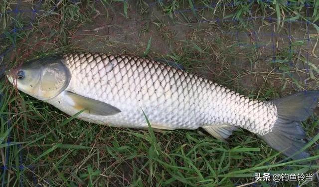 钓友钓到一条煮不烂咬不动的变种草鱼？那是脆肉鲩！比普通草鱼贵