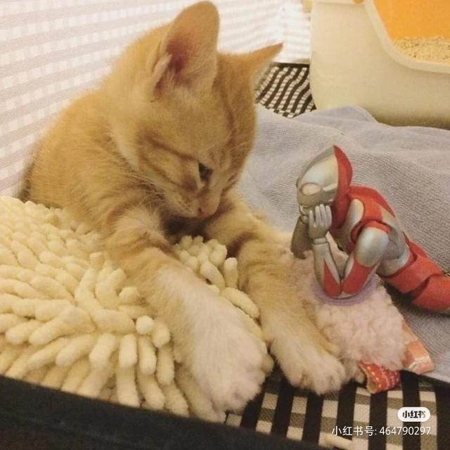 猫咪和奥特曼的故事