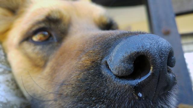 辟谣:狗狗冬天流鼻涕咳嗽是感冒?有可能是致命性极高的犬瘟热