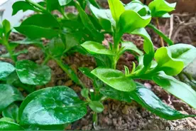 中药还是蔬菜？有人当花养，不生病虫害，爆炒凉拌都好吃图片