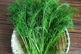 10月趁着茴香味浓，教你一招，保存到冬天吃，包饺子炸油条特香图片