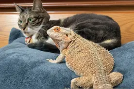 爱猫和蜥蜴完美互动，这对小情侣天天秀恩爱，无视主人存在图片