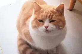 发现自家猫总是一脸迷之微笑，男子向兽医咨询，听到结果想不通了图片