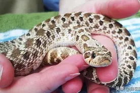 蛇界的小可爱，靠装死卖萌过活。猪鼻蛇：我枉为蛇，丢了蛇族的脸图片