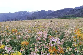 快来赏花打卡，西安这里有600亩七彩油菜花田图片