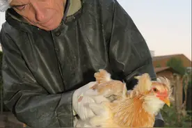 鸡群发病早期如何快速控制病情？老兽医：养鸡新手采取这5个措施图片