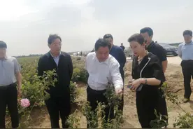 县长王成宗专题考察对接香料小镇项目图片