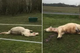 法国出现“虐马帮”，割下马耳朵，挖掉马眼睛，只因迷信拜物仪式图片