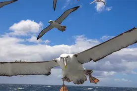 翅膀最长的鸟：信天翁图片