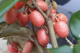 牛奶奶、茶片、茶泡、红泡、刺苔，80后90后农村娃娃最喜欢的野果图片