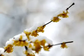 今年大寒恰逢腊八，农村俗语“腊八遇大寒，牛马不得安”，为啥？图片