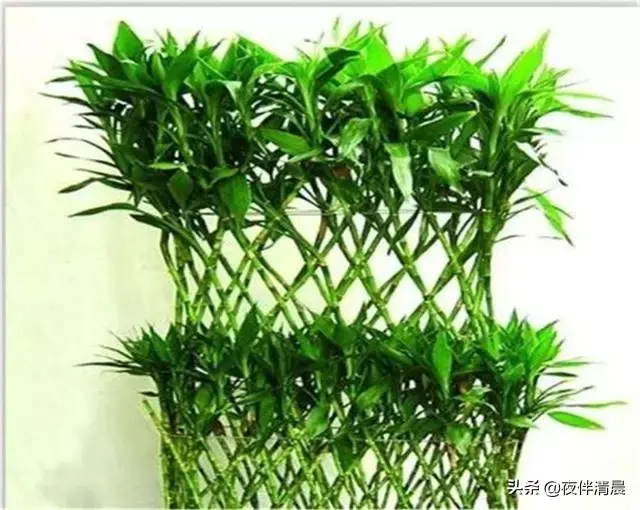 自己在家配置富贵竹营养液，学会这些，让你的富贵竹迅速生长