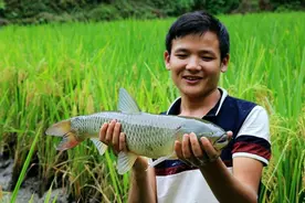 曾经火遍全国的“稻田养鱼”，现在为何没人养了？老农：我太累了图片