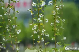 柳絮纷飞季，该如何预防？图片