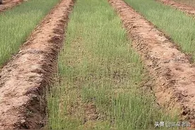 秋季洋葱啥时育苗？如何育苗，才能不早抽苔图片