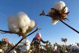 棉花的种类有哪些？新疆棉、埃及棉、匹马棉有什么不同？图片