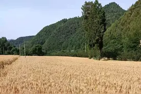 离不开的深圳，回不去的老家图片