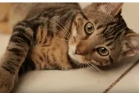 俄罗斯男子把小猫放进洗衣机里甩干，猫咪试图挣脱多处受伤图片
