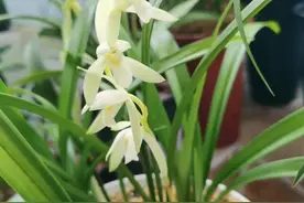 兰花笑绽为谁开（作者：云霄 陈光亮）图片
