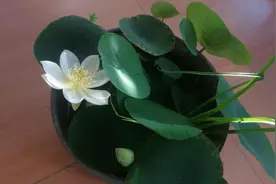 怎么养碗莲？注意这些，叶子又大又绿，花朵色泽真鲜艳图片