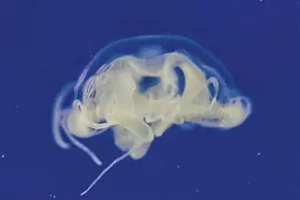 浑河里捞出不明生物 经鉴定竟是国家保护动物“水中大熊猫”索氏桃花水母 缘何青睐沈阳？图片
