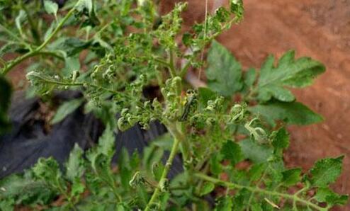 这个农药这么神？无公害而且对多中国真菌细菌有效，灭杀病害！