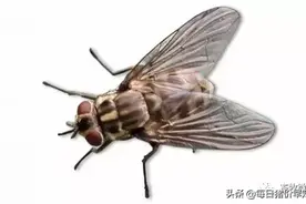 小小蚊蝇可传染16种疾病，招招致命！图片
