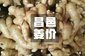 2020年3月27日昌邑生姜价格行情图片