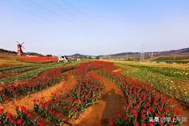 美炸了春天！虞美人漫山坡，我县又添一处规模宏大的“花海”图片