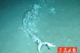 照片来了！我国科学家在南海发现的“鲸落”原来是这样的！图片