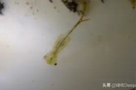 江苏出现2亿年前物种，开水里仰泳“煮不死”！能睡到把人类送走图片