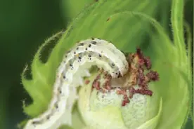 昆虫病毒会通过植物体传染给人类吗图片