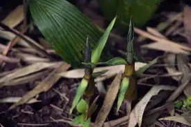 甘苦自知，苦笋之味图片