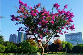 移步换景诗剧：笼中鸟图片