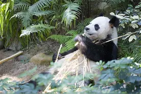 苏琳：美国人偷回国的第一只熊猫，它的出境许可证上是“哈巴狗”图片