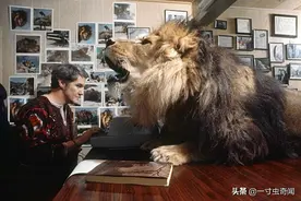 狮子老虎做宠物！特立独行彰显身份？主人没被咬死就已经是万幸了图片