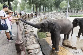世界大象日 看亚洲象玩嗨“泼水节”图片