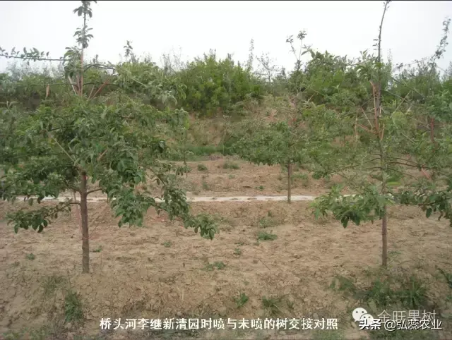 解密螯合氨基酸水溶肥