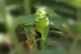 今年河北行唐大姜开花比较多，是好事还是坏事？图片