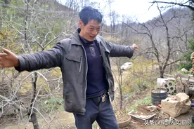 洛阳大山深处采药人，养狗看护玉米地，出门随时提防野猪攻击图片