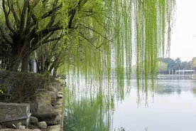 「趣说方言⑦」湖北为何把“柳树”称为“杨树”？图片