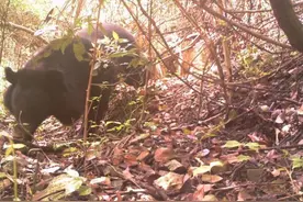 多地拍到黑熊影像，有的还在偷蜂蜜，提醒村民出门时带些防身工具图片