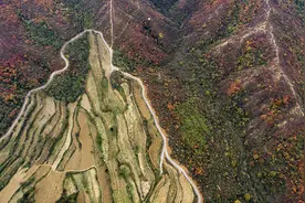 秋日赏白马山红叶 路边看农民做柿饼图片