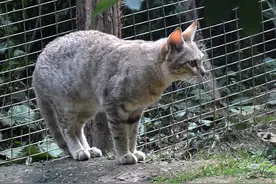 猫交配时，为什么叫声凄惨？公猫为什么要咬母猫的后颈？图片