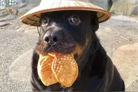120斤罗威纳自在游泳，网友：这明明是只河马！图片