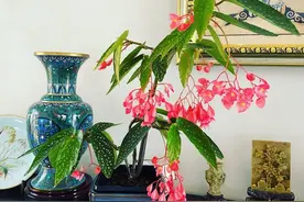 室内养啥花？养“银星海棠”吧，耐阴好养，花叶俱美，四季能赏花图片