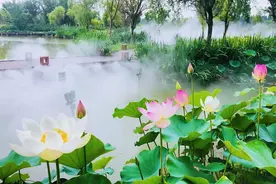 【免费狂欢】水上大冲关、水上乐园、冰淇淋乐园让你嗨爆荷花季！图片