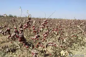 刚进入采收期，却突遇降雪，采收面临延期，果农：品质更好图片