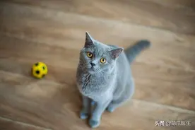 “虐猫怎么了？人我都杀了”！图片